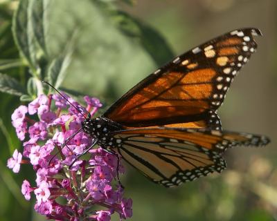 Monarch on Butterfly Bush - III