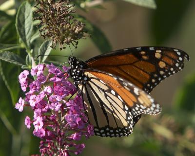 Monarch on Butterfly Bush - IV