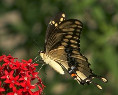 SwallowTail - 5