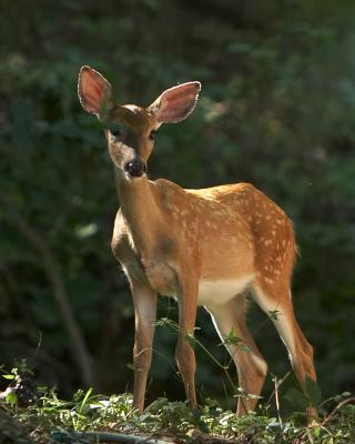 v3/46/261346/3/48889855.Faun2.jpg