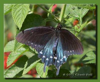 Pipevine Swallowtail - 2