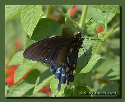 Pipevine Swallowtail - 3