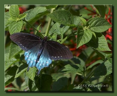 Pipevine Swallowtail - 4