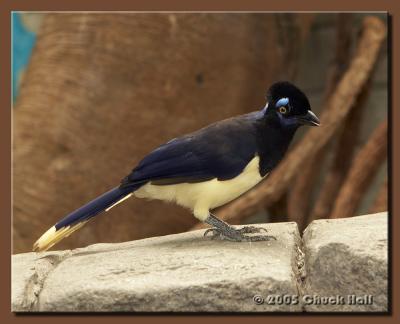 Unknown Tropical Bird
