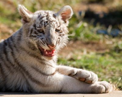 White Tiger Cub - 2