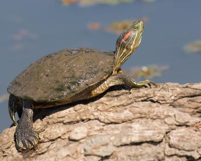 Sunning Turtle
