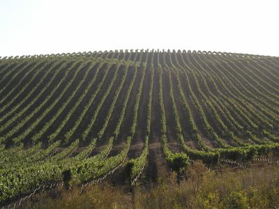 P1010016.JPG