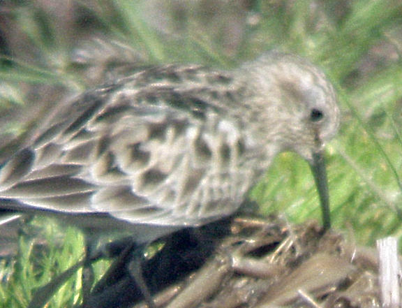 Bairds Sandpiper -