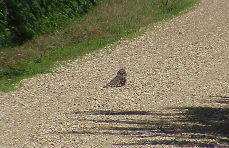 Barred Owl sunning - 6-5-05 Tenn-Mo Levee - Dyer Co. TN