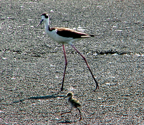 Black-necked Stilt -female struttn her stuff