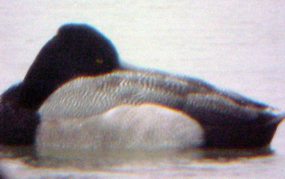 Lesser Scaup - adult male -