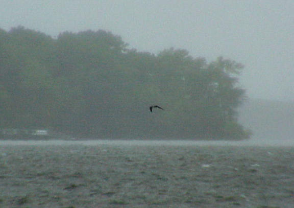 Sooty Tern - 7-11-05 first encounter