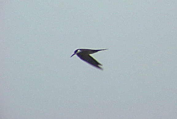 Sooty Tern - 7-11-05 - Picwick Lake