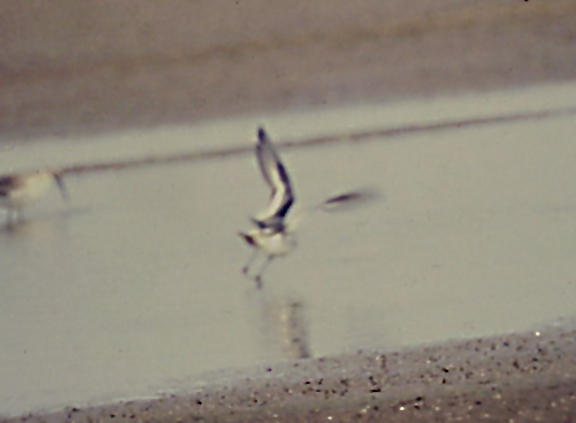 Red Phalarope - wing pattern