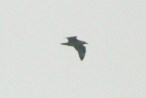 Pom-Skua - JI4C0051 - right side - JBG