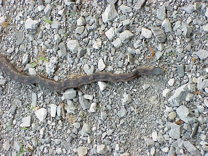 Gray Rat Snake - White Lake Refuge - Dyer Co. TN