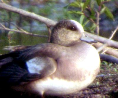 Am. Wigeon  eclipse pl. male 6-4-05