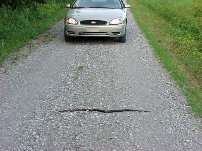 Gray Rat Snake - White Lake Refuge 6-4-05