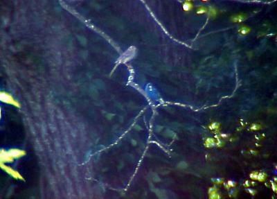 Indigo Bunting - partially albinistic - 6-04-05 White Lake Refuge