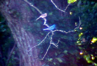 Indigo Bunting - 6-4-05 White Lake