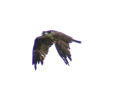 Osprey - in flight - Lauderdale Co. TN