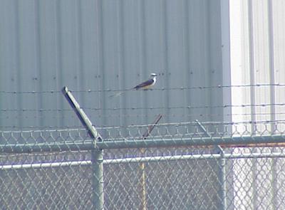 Scissor-tailed FC - Pres. Is. 6-11-05 male on fence