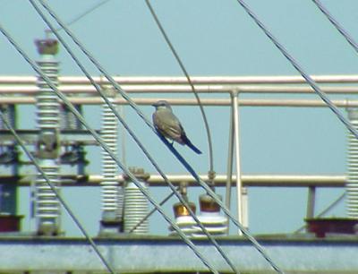 Western Kingbirds First nestings in Eastern Arkansas