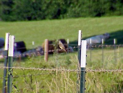 Western Kingbirds First nestings in Eastern Arkansas