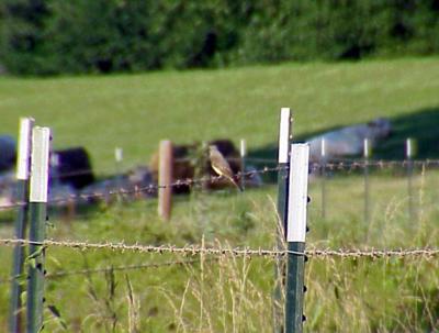 Western Kingbird - AR -6-18-05 fence bird