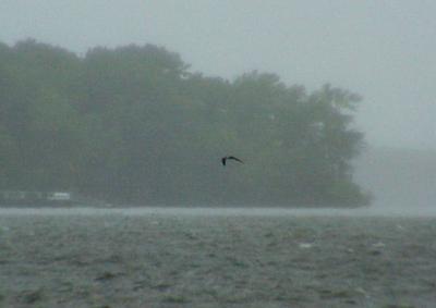 Sooty Tern - 7-11-05 first encounter