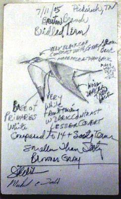 Bridled Tern - Field Card 7-11-05
