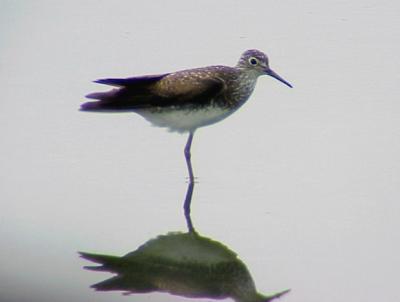 Solitary Sandpiper - 7-16-05 Ensley