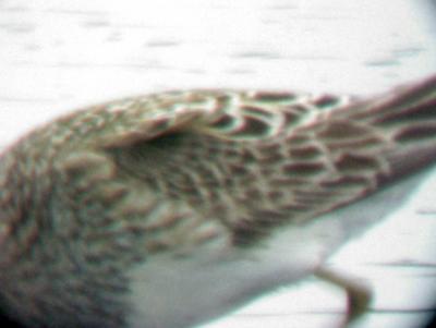 Pectoral Sandpiper - ghost - 7-16-05