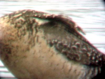 Long-billed Dowitcher - upper side barring-7-16-05