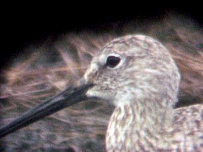 Willet - head - 7-16-05