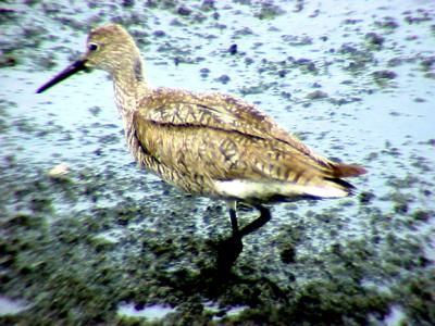 Willet - back- 7-16-05