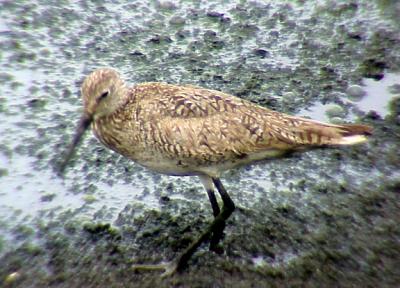 Willet - webbed foot - 7-16-05