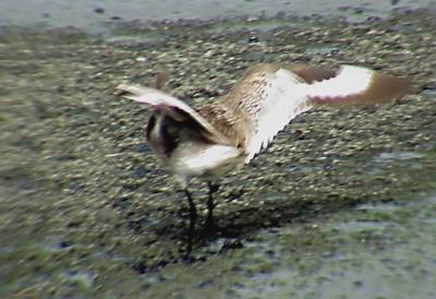 Willet - 7-17-05 wing pattern.jpg