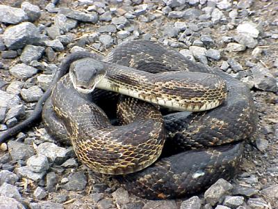 Gray Rat Snake  -7-17-05 Ensley 