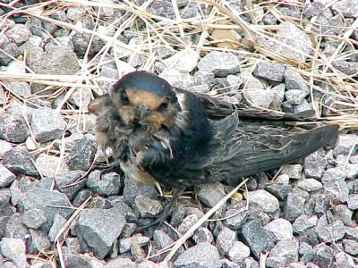 Barn Swallow- 7-17-05 gunked up