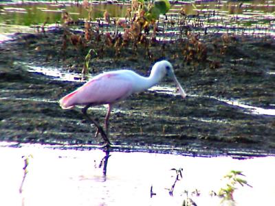 Roseate Spoonbill - 7-26-05 Evening Stroll