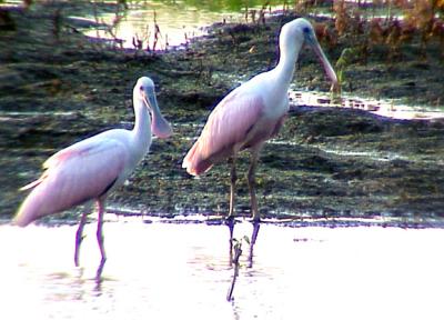 Roseate Spoonbill - 7-26-05 Pretty in Pink