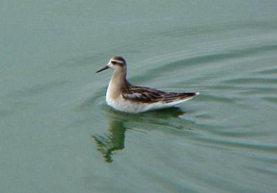 Red Phalarope - Juvenile Plumage - August 19, 2000