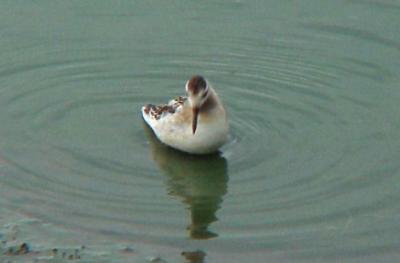 Red Phalarope - imm. 8-19-2000