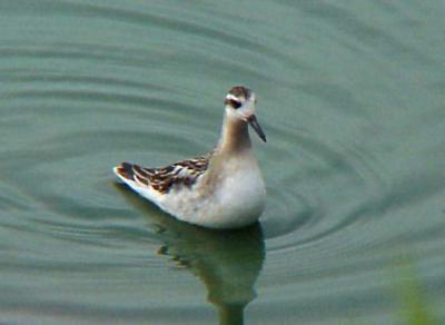 Red Phalarope - bill