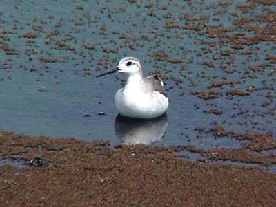 Wilsons Phalarope - let the feast begin