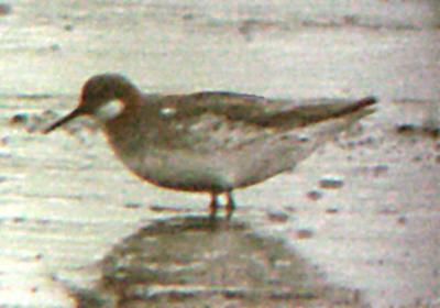 Red-necked Phalarope - 5-17-03 Ensley