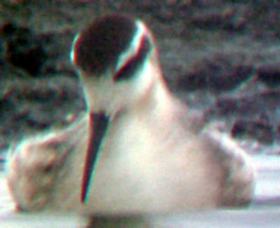 Red-necked Phalarope - imm. bill structure