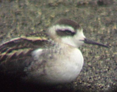 Red-necked Phalarope - sleeping -9-17-02