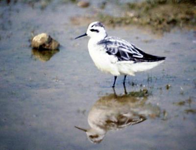 Red-necked Phalarope - October